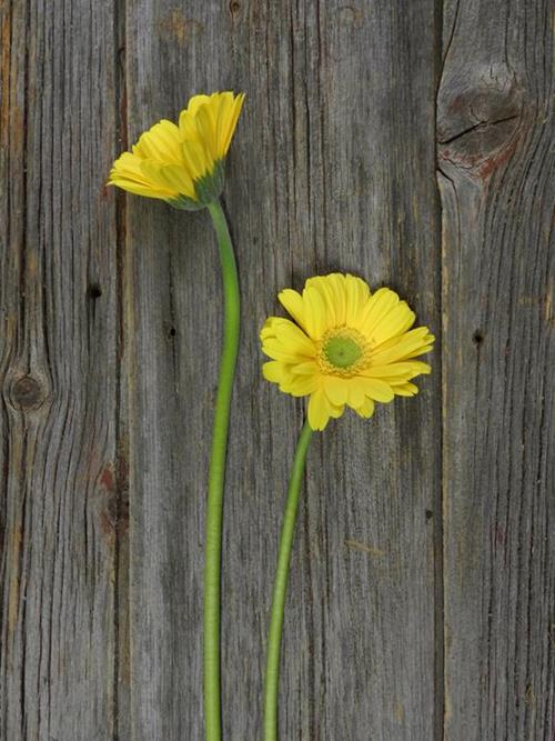 MERIVA YELLOW GERBERA DAISIES